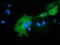 Rho GTPase Activating Protein 25 antibody, TA501751, Origene, Immunofluorescence image 