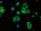 Aspartyl Aminopeptidase antibody, LS-C673437, Lifespan Biosciences, Immunofluorescence image 