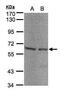 Seryl-TRNA Synthetase antibody, PA5-27615, Invitrogen Antibodies, Western Blot image 