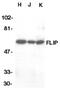 CASP8 And FADD Like Apoptosis Regulator antibody, AHP430, Bio-Rad (formerly AbD Serotec) , Immunohistochemistry frozen image 
