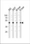 Ornithine aminotransferase, mitochondrial antibody, TA325081, Origene, Western Blot image 