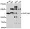 Protein CLEC16A antibody, STJ111815, St John