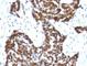 Cyclin B1 antibody, V7161IHC-7ML, NSJ Bioreagents, Immunohistochemistry frozen image 