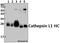 Cathepsin L antibody, A01589T288, Boster Biological Technology, Western Blot image 