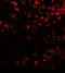 COMM Domain Containing 7 antibody, LS-B10143, Lifespan Biosciences, Immunofluorescence image 