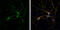 NOS1 antibody, GTX133407, GeneTex, Immunofluorescence image 