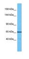 Erythrocyte Membrane Protein Band 4.1 Like 3 antibody, orb327238, Biorbyt, Western Blot image 
