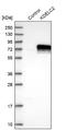 Protein O-Glucosyltransferase 3 antibody, NBP1-92046, Novus Biologicals, Western Blot image 