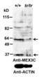 RNA-binding protein MEX3C antibody, LS-B10347, Lifespan Biosciences, Western Blot image 