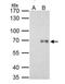 RELB Proto-Oncogene, NF-KB Subunit antibody, NBP2-20123, Novus Biologicals, Immunoprecipitation image 