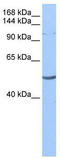 La Ribonucleoprotein Domain Family Member 1 antibody, TA343963, Origene, Western Blot image 