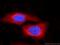 Iduronate 2-Sulfatase antibody, 66112-1-Ig, Proteintech Group, Immunofluorescence image 