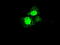 Methylthioribose-1-phosphate isomerase antibody, TA500491, Origene, Immunofluorescence image 