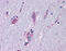 ISL1 antibody, 51-983, ProSci, Enzyme Linked Immunosorbent Assay image 