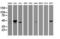 Chromobox 8 antibody, LS-C175406, Lifespan Biosciences, Western Blot image 