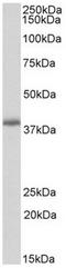 PDZ And LIM Domain 2 antibody, AP32071PU-N, Origene, Western Blot image 