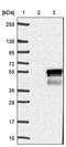 CDC42 Effector Protein 4 antibody, NBP1-88381, Novus Biologicals, Western Blot image 