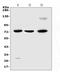 Galectin 3 Binding Protein antibody, A02938-1, Boster Biological Technology, Western Blot image 