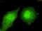 Transducin Beta Like 1 X-Linked Receptor 1 antibody, A04524, Boster Biological Technology, Immunofluorescence image 