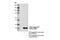 HPC4 tag antibody, 68083S, Cell Signaling Technology, Western Blot image 