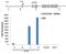 Histone Cluster 4 H4 antibody, PA5-16182, Invitrogen Antibodies, Chromatin Immunoprecipitation image 