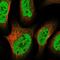 Zinc Finger Protein 609 antibody, NBP1-92634, Novus Biologicals, Immunofluorescence image 