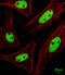 KRAB-A Domain Containing 2 antibody, abx026260, Abbexa, Immunofluorescence image 