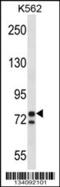 PC7 antibody, 57-440, ProSci, Western Blot image 