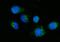 Diphthamide Biosynthesis 5 antibody, A11989-1, Boster Biological Technology, Immunofluorescence image 