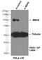 hMSH2 antibody, 15520-1-AP, Proteintech Group, Western Blot image 