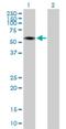 Integrator Complex Subunit 12 antibody, H00057117-B01P, Novus Biologicals, Western Blot image 