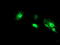 N-Acetylneuraminic Acid Phosphatase antibody, LS-C173841, Lifespan Biosciences, Immunofluorescence image 