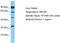 Olfactory Receptor Family 10 Subfamily P Member 1 antibody, TA331502, Origene, Western Blot image 