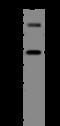 Progastricsin antibody, 12072-T56, Sino Biological, Western Blot image 