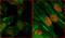 Replication Protein A2 antibody, A300-245A, Bethyl Labs, Immunofluorescence image 