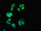 Calcium Voltage-Gated Channel Subunit Alpha1 H antibody, LS-C675444, Lifespan Biosciences, Immunofluorescence image 