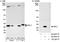 60S ribosomal protein L7 antibody, A300-740A, Bethyl Labs, Immunoprecipitation image 