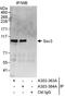 Exocyst Complex Component 1 antibody, A303-364A, Bethyl Labs, Immunoprecipitation image 