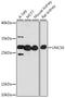 Unc-50 Inner Nuclear Membrane RNA Binding Protein antibody, A14123, Boster Biological Technology, Western Blot image 