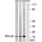 Ribosomal Protein L28 antibody, A10323, Boster Biological Technology, Western Blot image 