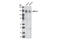 NPC1 Like Intracellular Cholesterol Transporter 1 antibody, 5058S, Cell Signaling Technology, Western Blot image 