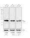 Mouse IgG antibody, 31450, Invitrogen Antibodies, Western Blot image 
