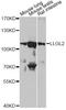 Lethal(2) giant larvae protein homolog 2 antibody, A13323, ABclonal Technology, Western Blot image 