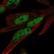 Zinc Finger Protein 225 antibody, NBP2-58019, Novus Biologicals, Immunofluorescence image 