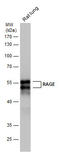 MOK Protein Kinase antibody, GTX23611, GeneTex, Western Blot image 