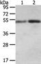 Syntrophin Alpha 1 antibody, CSB-PA289378, Cusabio, Western Blot image 