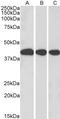Mortality Factor 4 Like 1 antibody, LS-B3597, Lifespan Biosciences, Western Blot image 