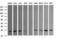 RAB30, Member RAS Oncogene Family antibody, LS-C787547, Lifespan Biosciences, Western Blot image 
