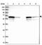 D-Glutamate Cyclase antibody, PA5-59566, Invitrogen Antibodies, Western Blot image 