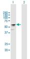 Mitochondrial Calcium Uptake Family Member 3 antibody, H00286097-B01P, Novus Biologicals, Western Blot image 